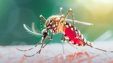 চলতি বছর ডেঙ্গু রোগে হাসপাতালে ভর্তি লাখেরও বেশি