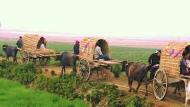 গ্রামের ধীরগতির মহিষের গাড়ি আজ কেবলই স্মৃতি