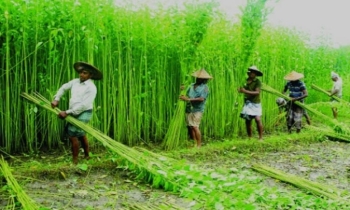 রংপুর অঞ্চলে পাটের বাম্পার ফলন
