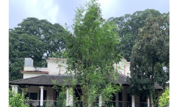 মেহেরপুরের আমঝুপি নীলকুঠি
