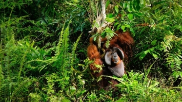 ইন্দোনেশিয়ায় বন ধ্বংসের সঙ্গে ইইউ’র