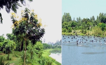 ভাড়ারদহ বিলের বৃক্ষরাজি ও অতিথি পাখি মানুষের মন কেড়ে নিচ্ছে