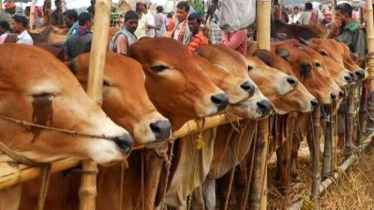 আগামী বছর কোরবানি হাটে ৩% হাসিল