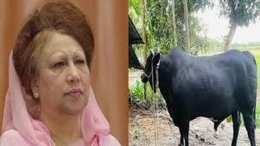 খালেদা জিয়াকে ঈদ উপহার দিতে ঢাকার পথে কৃষক সোহাগের ‘কালো মানিক’
