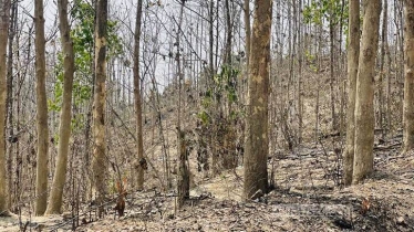 বিদেশি বৃক্ষ: ‘লোভের’ রোপণে বনের প্রাণ যায় যায়
