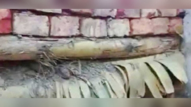 মাদারীপুরে গাইড ওয়াল নির্মাণে কলা গাছ!