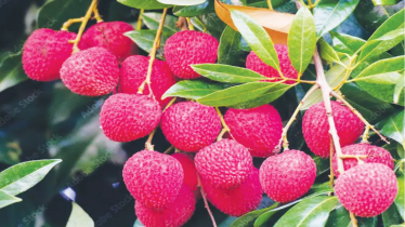 গ্রীষ্মকালীন ফল পর্ব – ২: লিচু