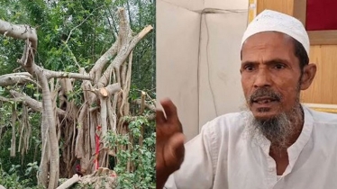 ‘শিরক’ আখ্যা দিয়ে বটগাছ কর্তন: তদন্তে তিন সদস্যের কমিটি