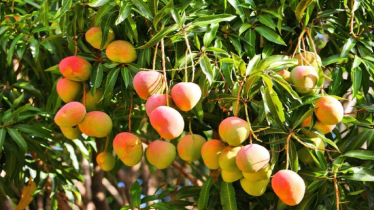 গ্রীষ্মকালীন ফল পর্ব – ১: আম