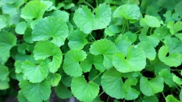 থানকুনি পাতা খেলে কী স্মৃতিশক্তি বাড়ে