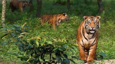খুলনা - সুন্দরবনের অমূল্য সৌন্দর্য এবং প্রাকৃতিক ঐতিহ্যের গুরুত্ব
