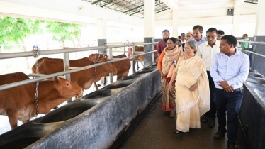 লাম্পি স্কিনে চামড়ার গুণমান ক্ষতিগ্রস্ত হয় কি না, গবেষণার আহ্বান