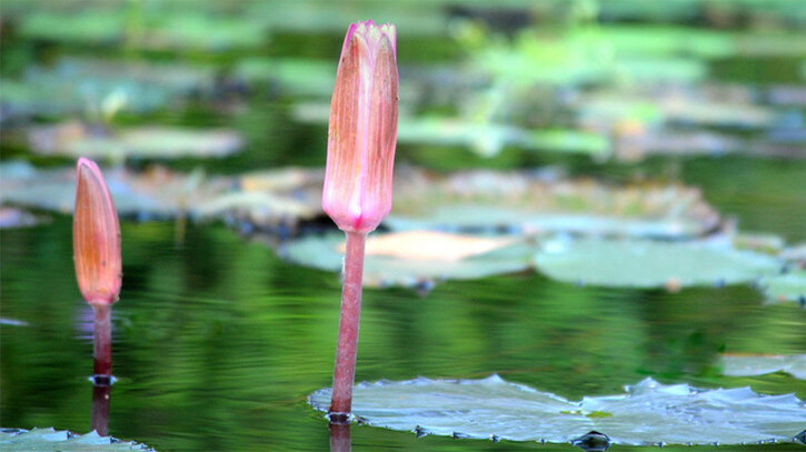 ইসির প্রতীক তালিকায় যুক্ত হলো ‘শাপলা কলি’ ইসির প্রতীক তালিকায় যুক্ত হলো ‘শাপলা কলি’