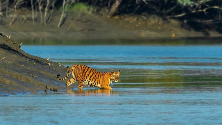 সুন্দরবনে বিদেশি পর্যটক বাড়াতে মাস্টারপ্ল্যান প্রণয়ন সুন্দরবনে বিদেশি পর্যটক বাড়াতে মাস্টারপ্ল্যান প্রণয়ন