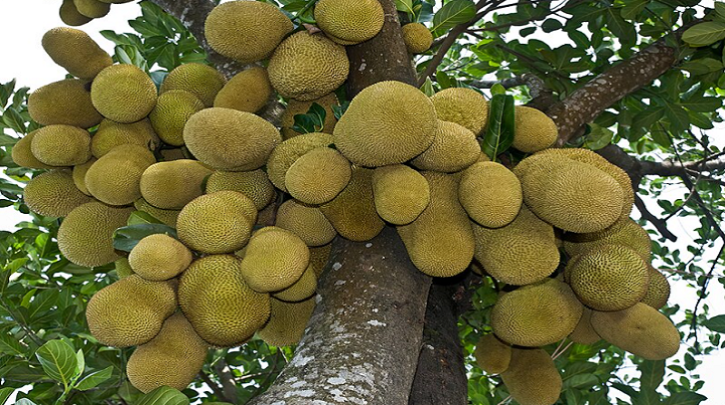 গ্রীষ্মকালীন ফল পর্ব – ৬: কাঁঠাল গ্রীষ্মকালীন ফল পর্ব – ৬: কাঁঠাল