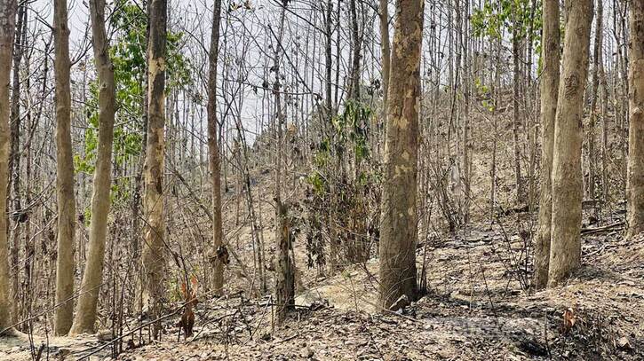 বিদেশি বৃক্ষ: ‘লোভের’ রোপণে বনের প্রাণ যায় যায় বিদেশি বৃক্ষ: ‘লোভের’ রোপণে বনের প্রাণ যায় যায়