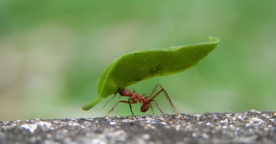 আমরা কি পিপীলিকারও অধম