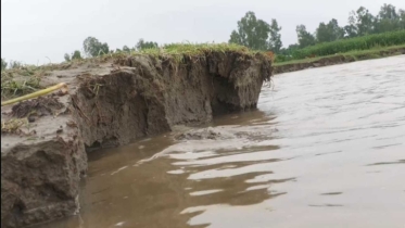 তিস্তার পানি কমলেও কমছে না ভাঙন