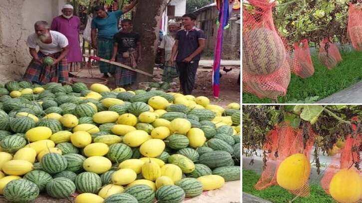 জয়পুরহাটে মাচায় দুলছে বাহারি রংয়ের তরমুজ
