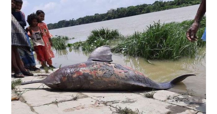হালদা থেকে আবারো মৃত ডলফিন উদ্ধার