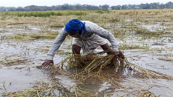 কুমিল্লায় বন্যায় ফসলের ব্যাপক ক্ষতি