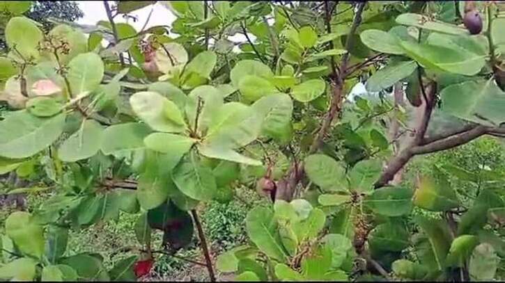পাহাড়ে কাজুবাদাম চাষের দ্বার উন্মোচন