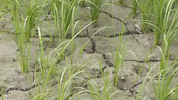 খরায় ফাটছে জমি, নলকূপেও মিলছে না পানি