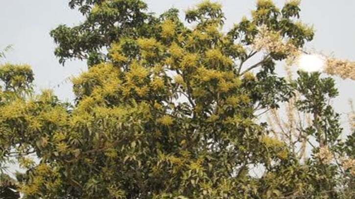 জয়পুরহাটে গাছে গাছে আমের মুকুল
