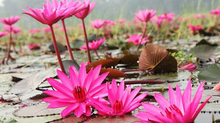 টুঙ্গিপাড়ার বিলে লাল শাপলার মন জুড়ানো সৌন্দর্য
