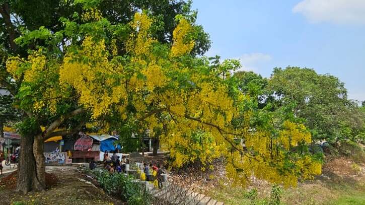 টাঙ্গাইলে সোনালী রঙের ফুলে সেজেছে সোনালু গাছ