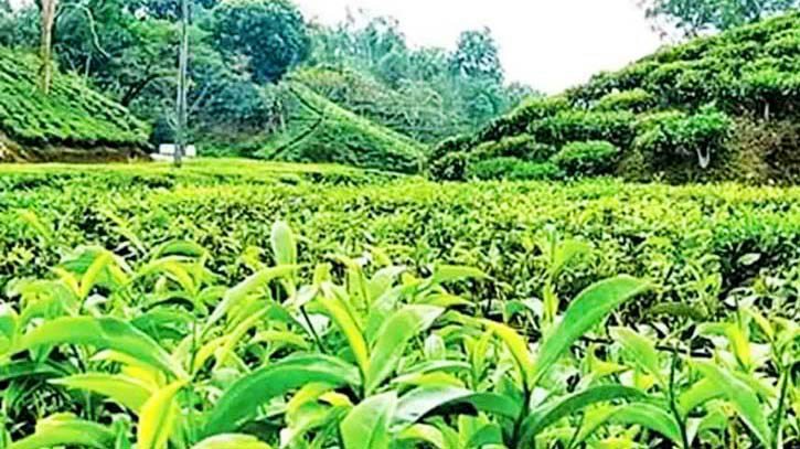 ধর্মঘটে শ্রমিকরা, ক্ষতির মুখে চা বাগান