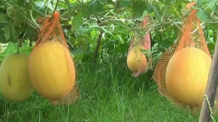 কুমিল্লায় হলুদ তরমুজ চাষে সাফল্য