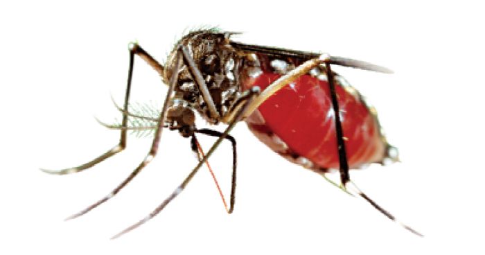১১০ ডেঙ্গু রোগী হাসপাতালে ভর্তি