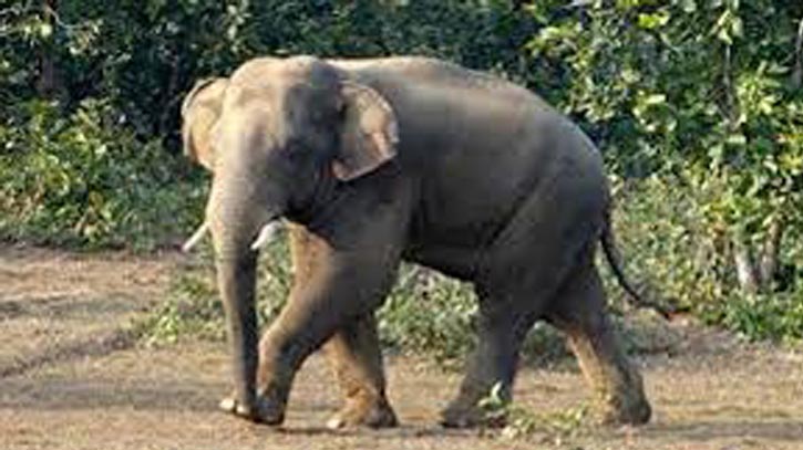 লামায় বন্য হাতির আক্রমণে একজনের মৃত্যু