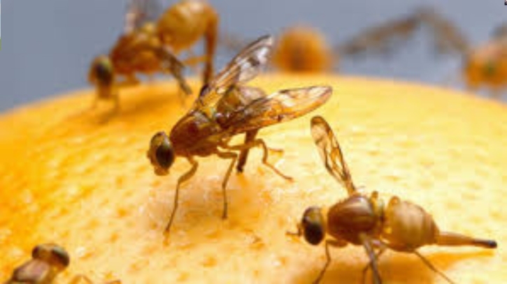 মাছির উপদ্রব থেকে বাঁচার উপায়