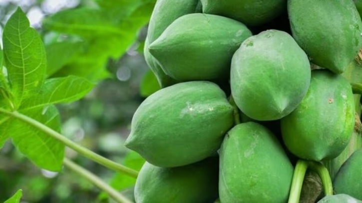পেঁপে কেন খাবেন
