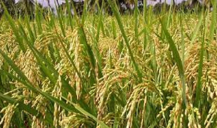 ধান বিক্রির চুক্তি