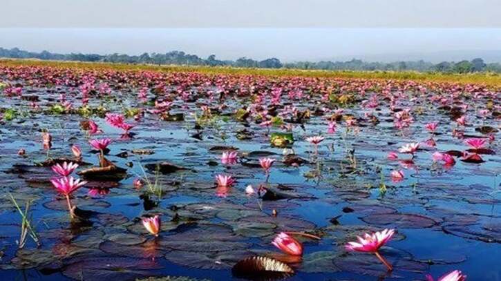 ঘুরঘার বিলে লাল সাদা শাপলার মায়াবি হাতছানি