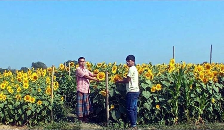 রাঙ্গামাটির চেঙ্গী নদীর টিলায় সূর্যমুখীর হাসি